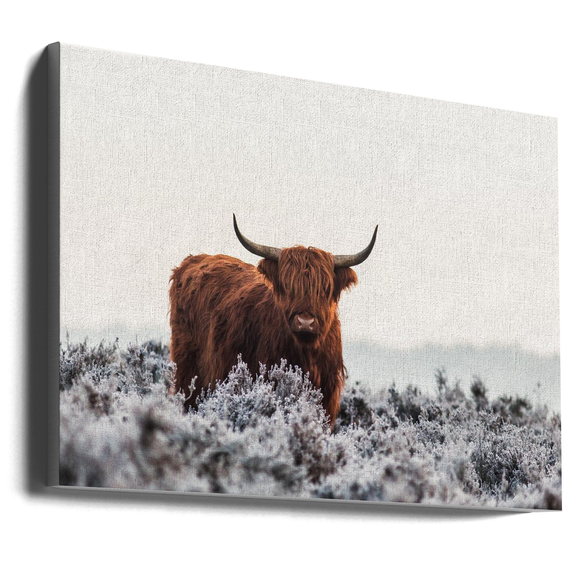 Wall Art Highlander