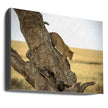Wall art Leopard - Serengheti, Tanzania
