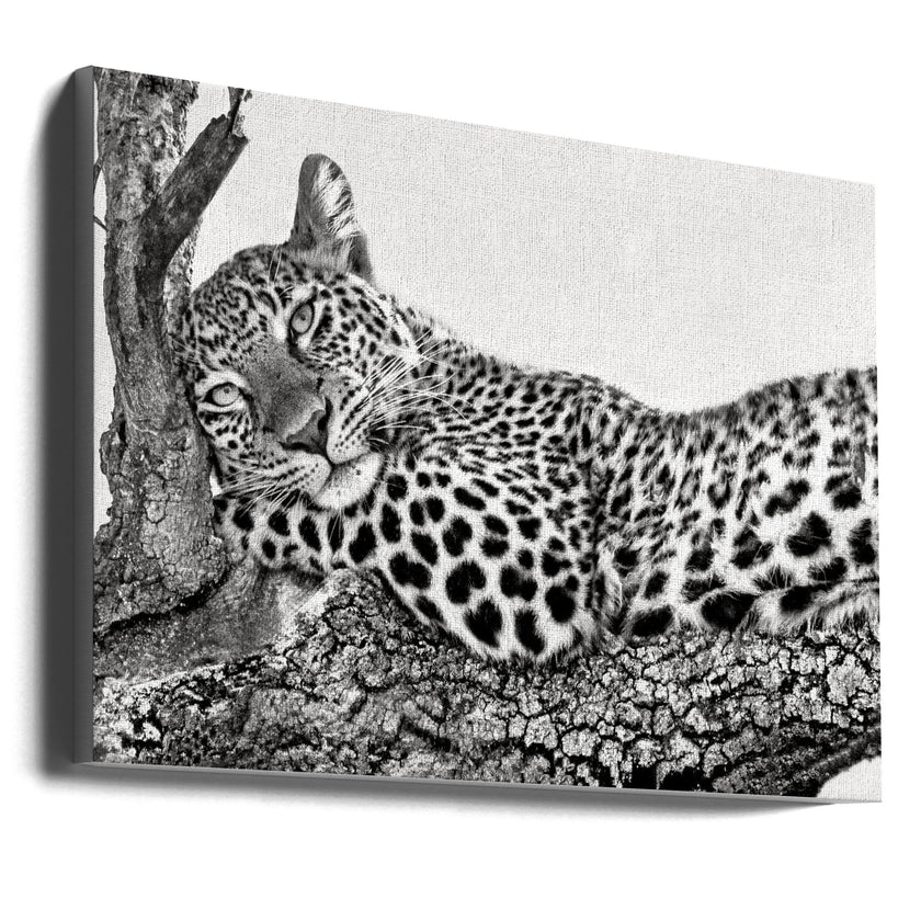 Time to rest Leopard