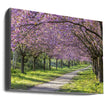 Art mural : allée idyllique de cerisiers en fleurs
