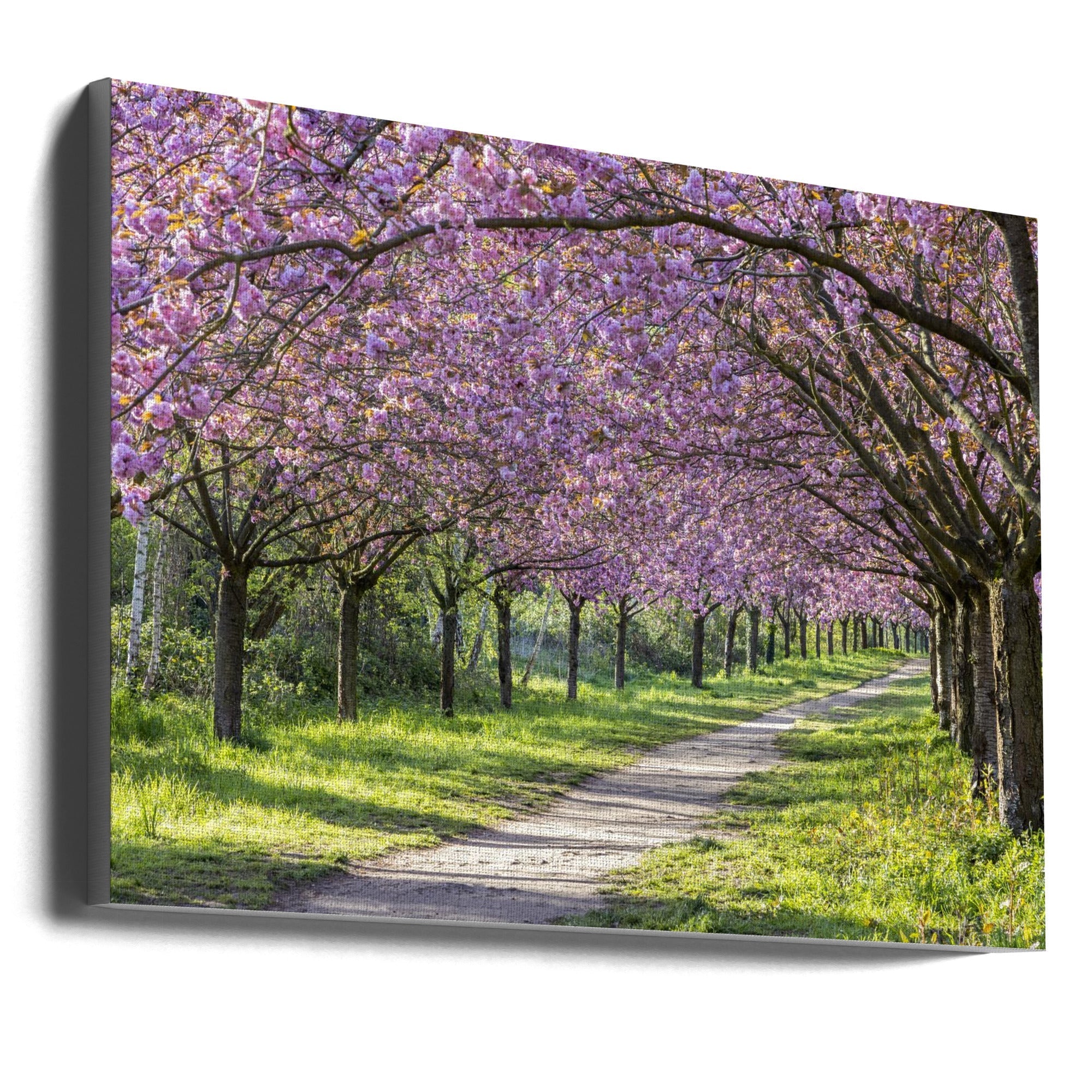 Art mural : allée idyllique de cerisiers en fleurs