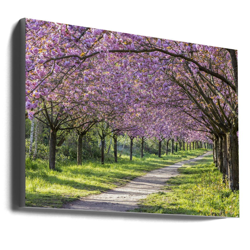 Art mural : allée idyllique de cerisiers en fleurs