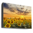 Art mural Champ de tournesols au coucher du soleil | Vue panoramique