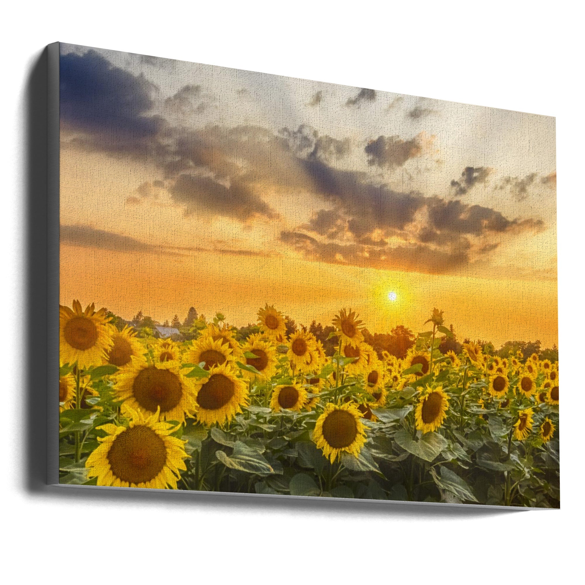 Art mural Champ de tournesols au coucher du soleil | Vue panoramique