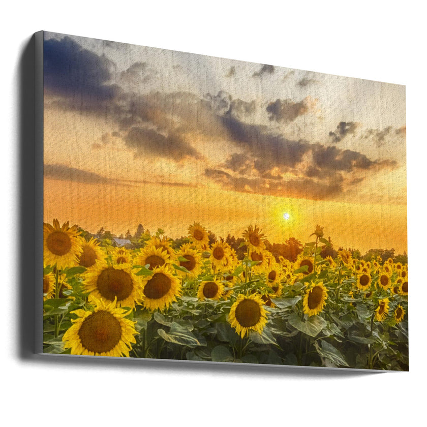 Art mural Champ de tournesols au coucher du soleil | Vue panoramique