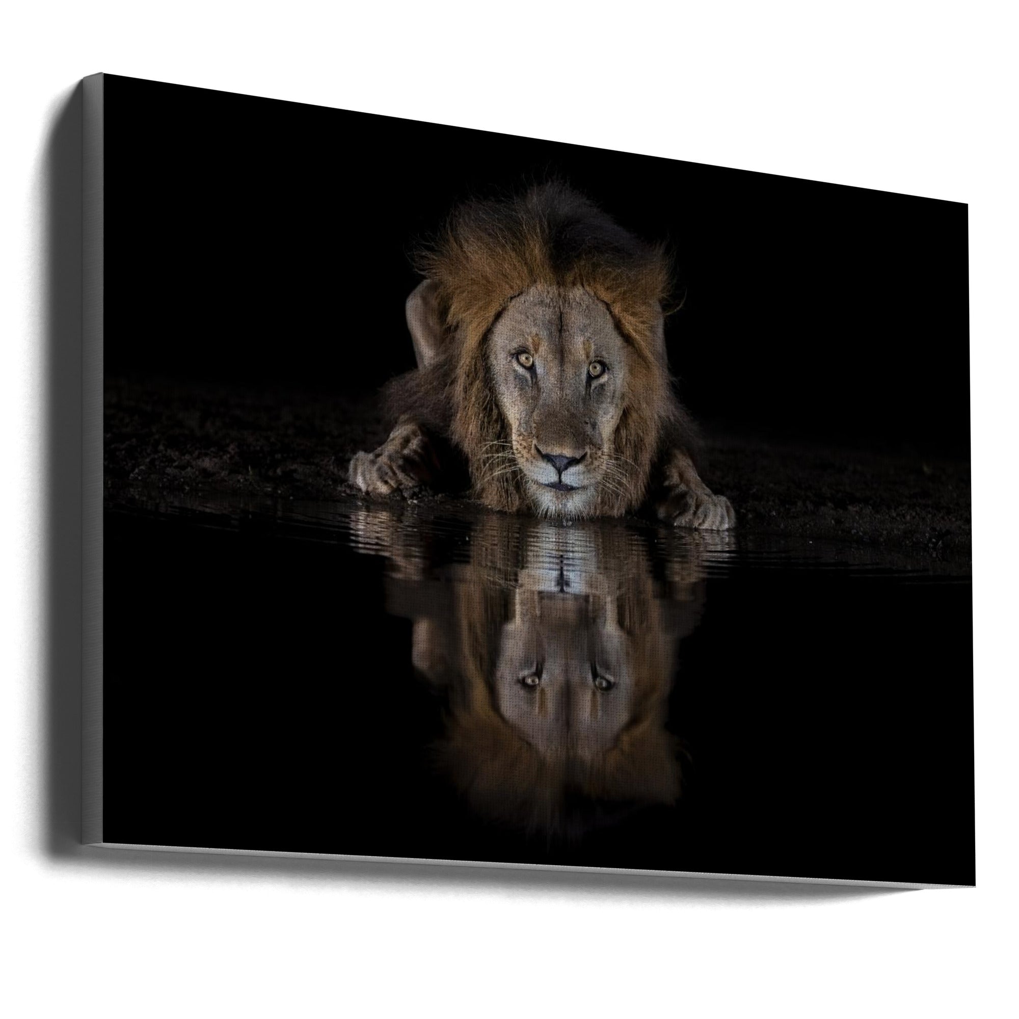 Art mural : Un lion dans la nuit
