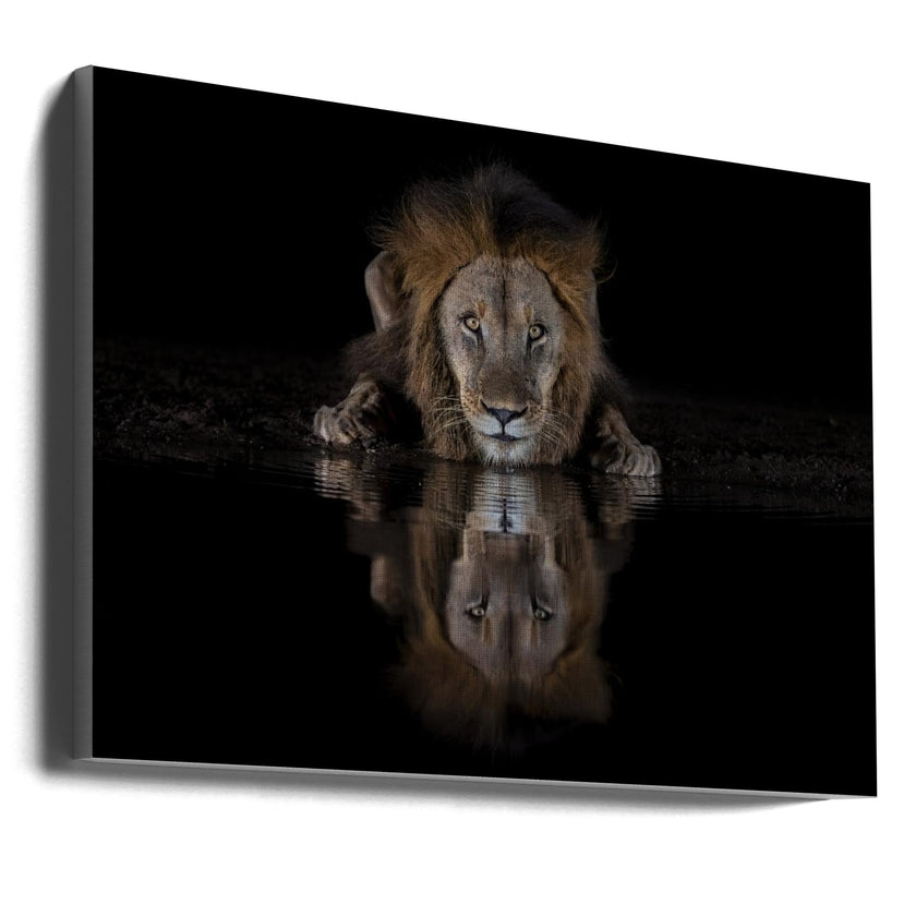 Art mural : Un lion dans la nuit