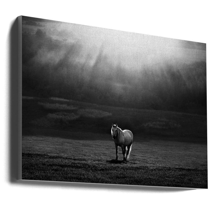 Wall art morning appearance. Hourses