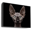 Wall art Sphynx Cat