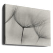 Wall art Tragopogon