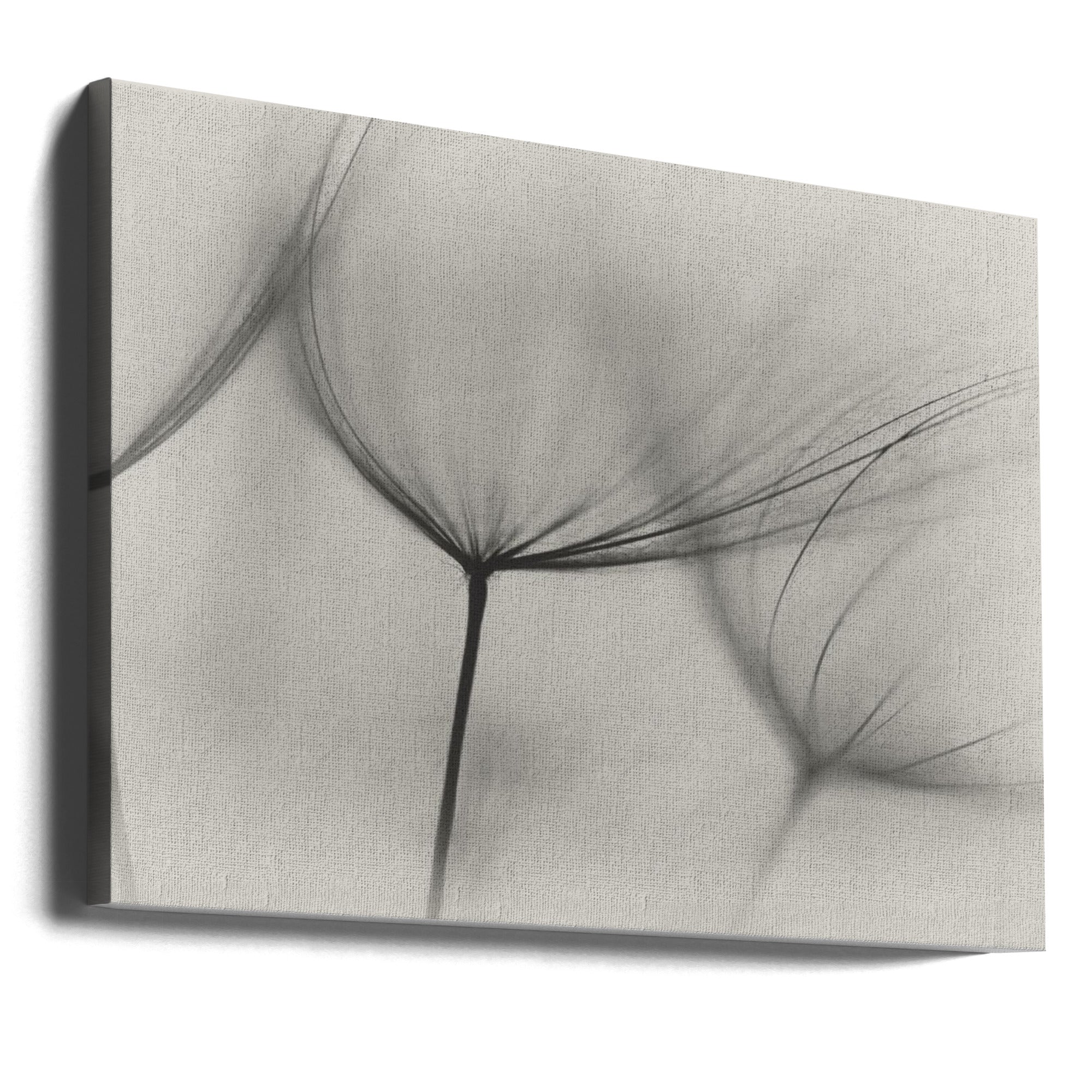 Wall art Tragopogon