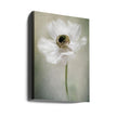 Blanc simple