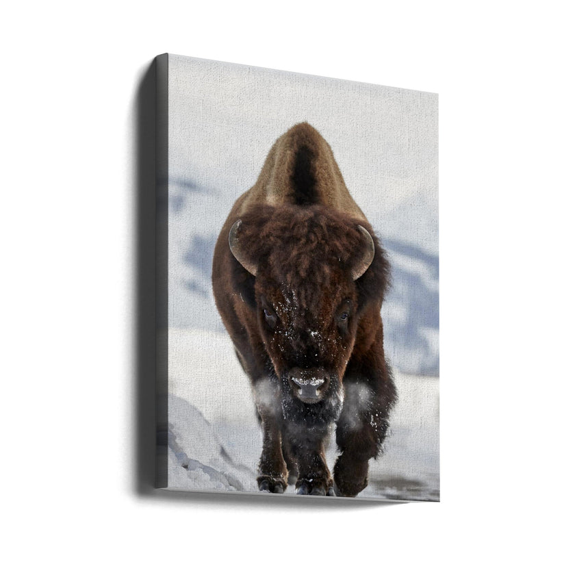 Wall Art Bison en approche
