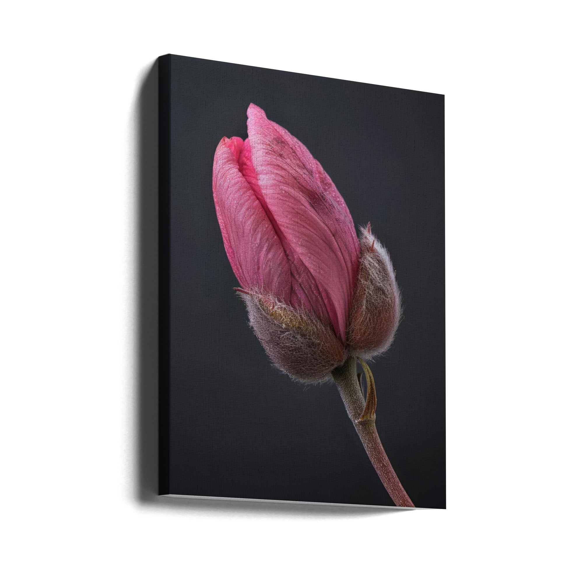 Wall art Tulipe Rose 1