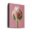 Art mural Tulipe rose