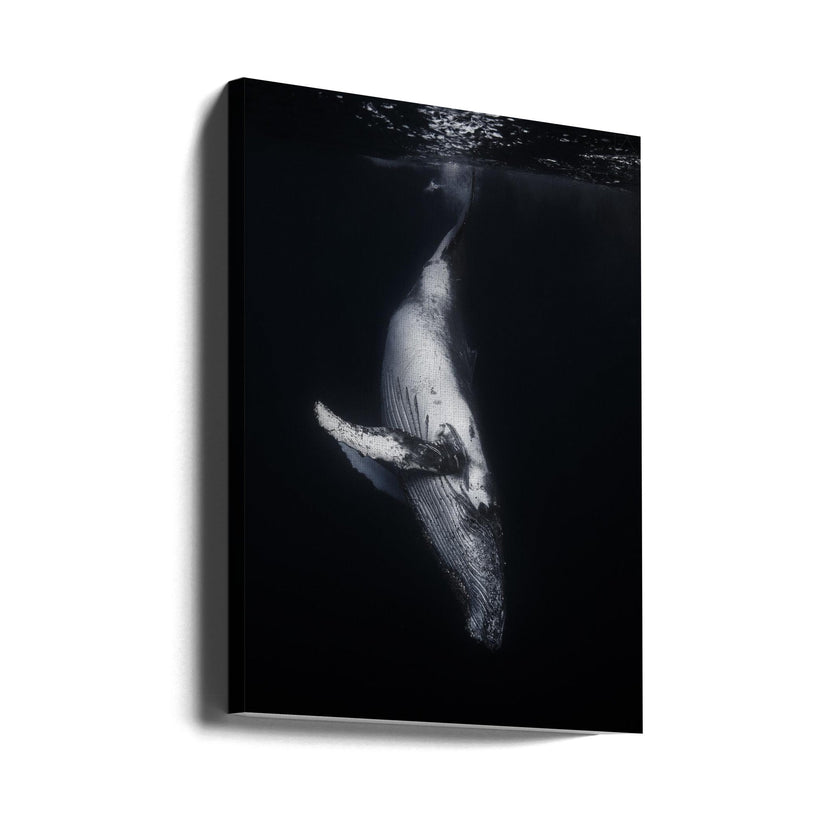 Wall Art - Baleine noire