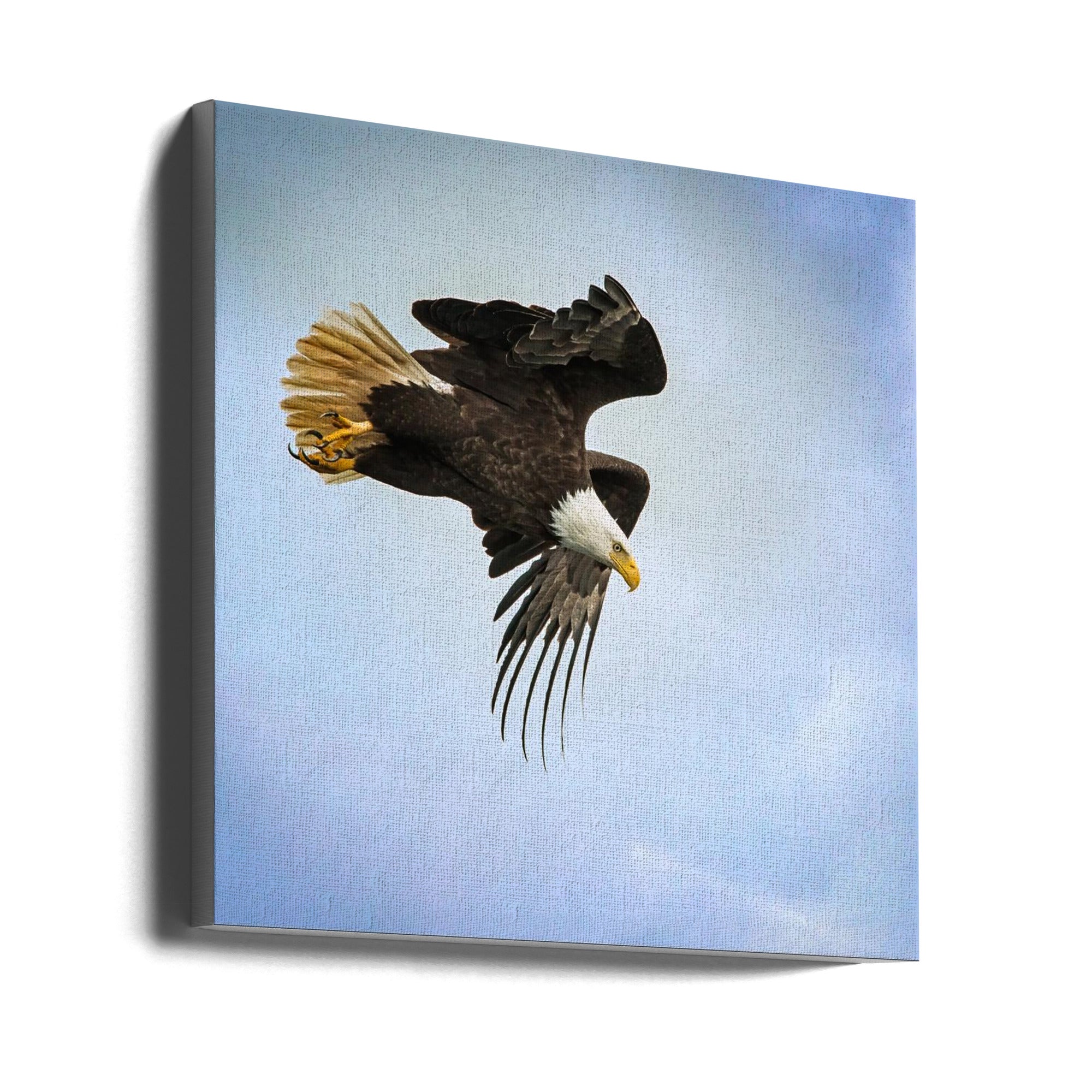 Wall art Taking Flight (Wall art Taking Flight en français)
