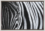 Art mural : Le regard de la nature
