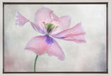 Pastel poppy