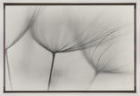 Wall art Tragopogon