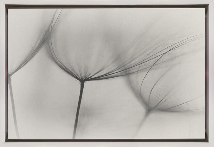 Wall art Tragopogon