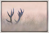 Wall art   Hide & Seek ( Horn of Stag)