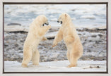 Wall art Fight !