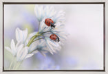 Wall art Ladybirds