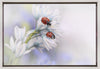 Wall art Ladybirds