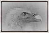 Wall art Bald eagle