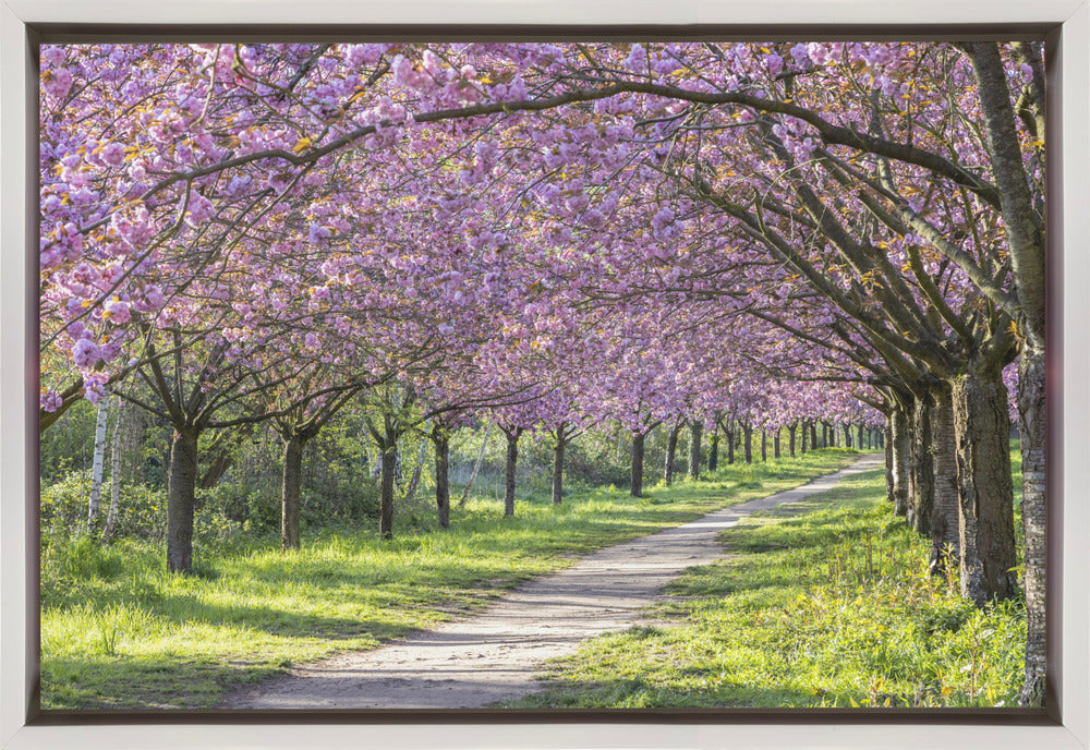 Art mural : allée idyllique de cerisiers en fleurs