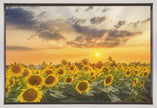 Art mural Champ de tournesols au coucher du soleil | Vue panoramique