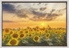Art mural Champ de tournesols au coucher du soleil | Vue panoramique