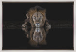Art mural : Un lion dans la nuit