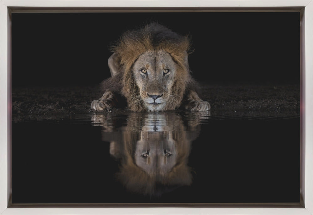 Art mural : Un lion dans la nuit