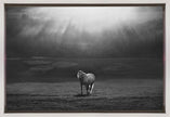 Wall art morning appearance. Hourses