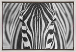 Wall art Zepra