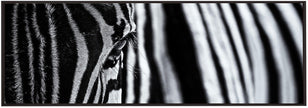 Art mural : Le regard de la nature