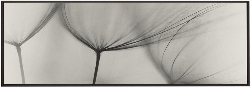 Wall art Tragopogon