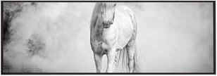 Wall art Icelandic pony