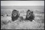Wall art Two kings