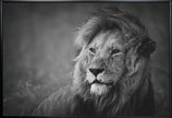 Wall art Regal. Lion