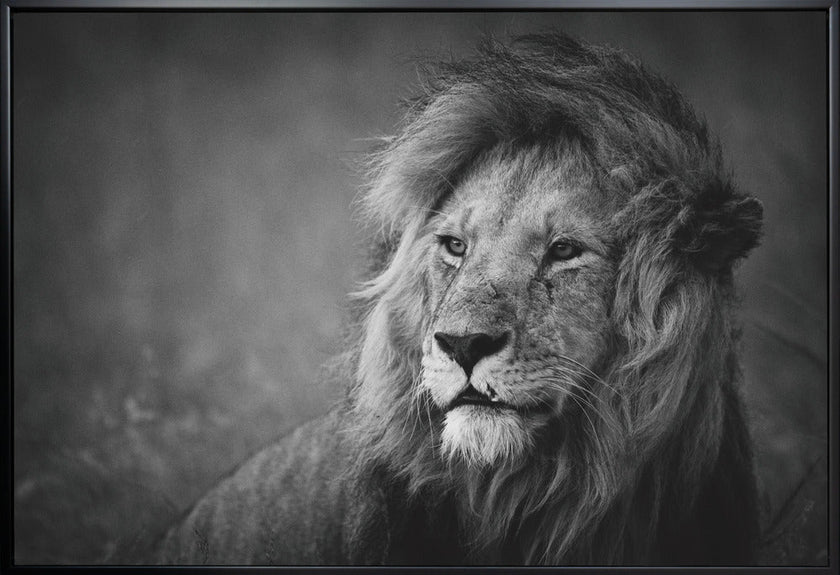 Wall art Regal. Lion