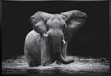 Wall art Power 1. Elephant