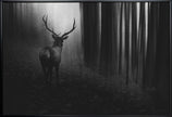 Art mural. Cerf.
