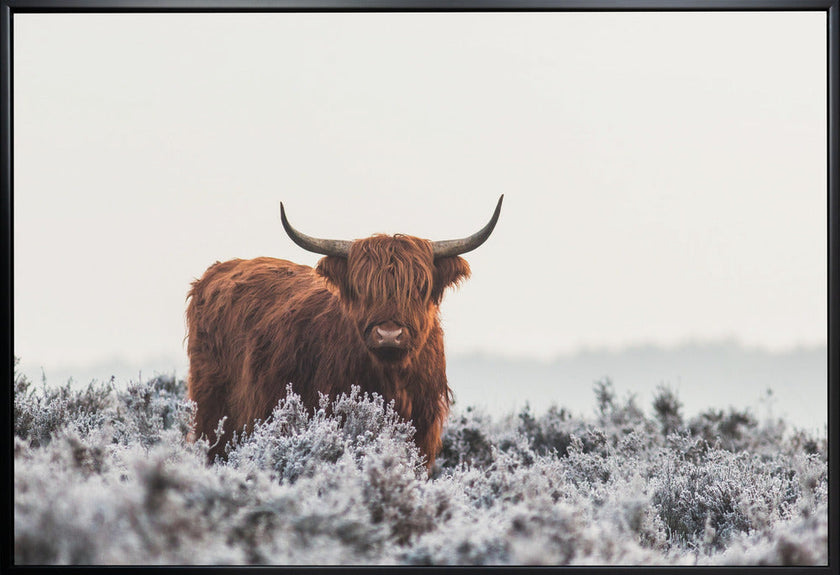 Wall Art Highlander