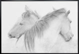 Horses