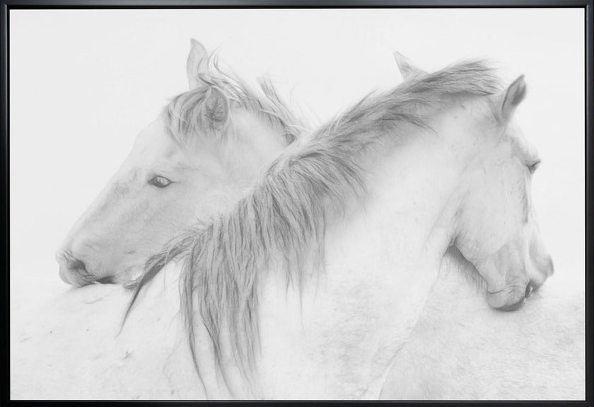Horses