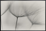 Wall art Tragopogon