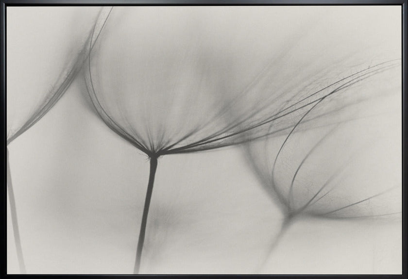 Wall art Tragopogon